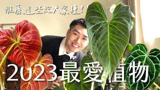 2023最愛Top5植物推薦這些給大家種