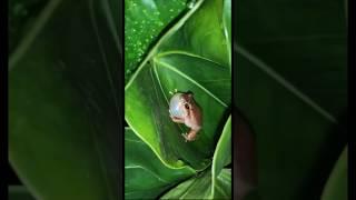 The famous Coqui Frog. The sound of Puerto Rico at night. #travel #coqui