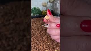 تحضيرات سلو 🫶سلو او سفوف صحي بلا دقيق ابيض و بلا سكر كيجي لذيذ