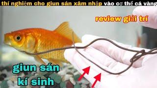 Thí Nghiệm Cho giun san Xâm nhập vào cơ thể cá Vàng || review giải trí