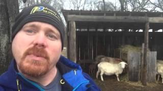 The Shepherd and His Border Collie. #lessonsfromsheep Ray Carman