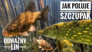 JAK POLUJE SZCZUPAK | ODWAŻNY LIN POD WODĄ | PODWODNY ŚWIAT RYBY | PIKE TENCH UNDERWATER