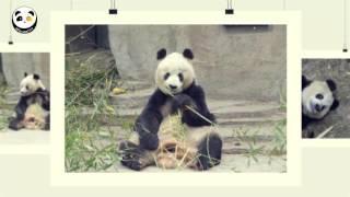 Giant Panda Su Su Passed Away