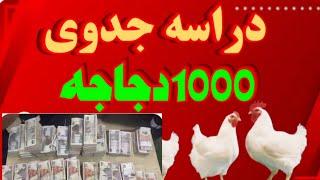 دراسه جدوي(1000)#فرخه مشروع مربح دجاج التسمين#مشاريع_منزليه #مشروع_مربح