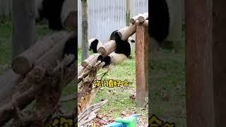 大熊猫：看我“飞檐走壁”