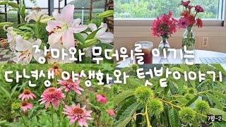 SUB) 장마와 무더위를 이기는 다년생 야생화와 텃밭이야기. | 시골일상 | 주말농장 | 시골정원 | 힐링 | 연못 | Korean countryside life | Vlog |