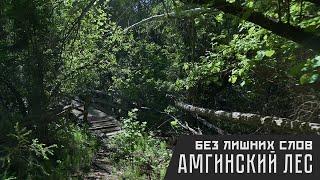 Амгинский лес. Рубрика "Без лишних слов".