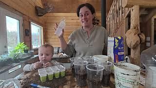Indoor Garden in the Off Grid Cabin + The Best Dinner Rolls Ever