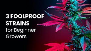 Top 3 EASIEST Cannabis Strains to Grow for Beginners