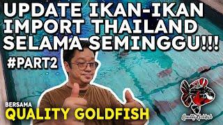 INI DIA UPDATE SELAMA SEMINGGU !!! IKAN-IKAN IMPORT THAILAND YANG ADA DI QUALITY GOLDFISH FARM !!!