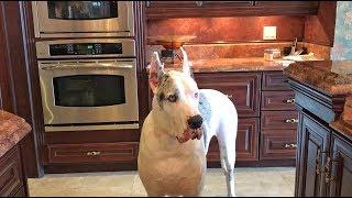 Funny Great Dane Complains His Dinner is Late