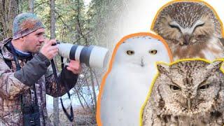 One photographer's quest to find all the the owls in Alberta