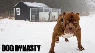 Pimp My Kennel - Hulk’s New $25,000 Home | DOG DYNASTY