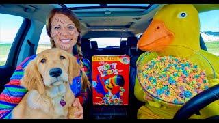 Rubber Ducky Surprises Chucky & Golden Retriever With Car ride Chase!