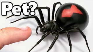I Got a Pet Black Widow (yes, really)