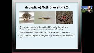 The Moths of Essex County Part 1