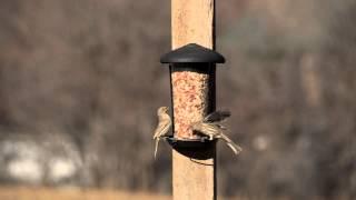 Perky-Pet® Wall and Post Mount Feeder -- Perfect for fence post feeding!