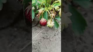 Летние радости 