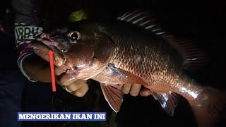 Akibat Air kurang Bagus Ikan Jadi Cacat Seperti Kena Tumor #mancingmalam