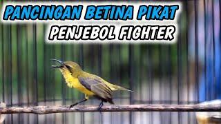 SOGON BETINA MEMANGGIL JANTAN‼️SOGON BETINA GACOR NGLEPER BIKIN EMOSI LAWAN