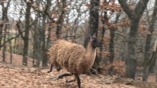 走る ラマ (くじゅう自然動物園) 2019年12月6日