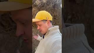 Под корнями