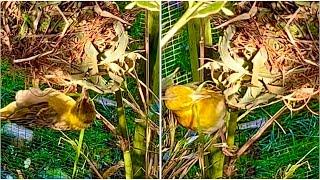 Weaver Bird Nest Building | Bird Aviary #birds #bird