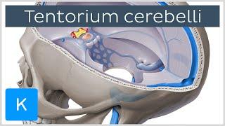 Tentorium cerebelli - Anatomy, Location, Function - Human Anatomy | Kenhub