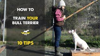 How to train your Bull Terrier! 10 tips!