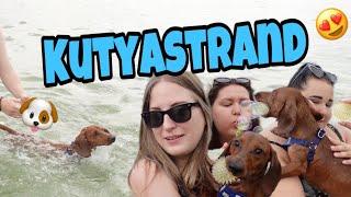 KUTYASTRAND REZSŐVEL | Magyar Barbara