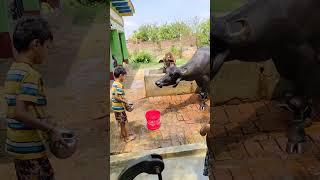 choti choti gaiya tr ry yu #love #song #funny