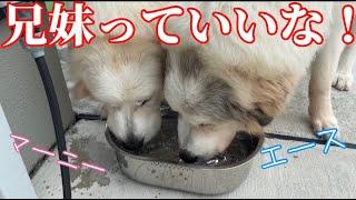 【関所】月1の関所ご訪問〜爺やのおやつ配給【Great Pyrenees】