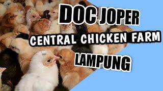 DOC AYAM KAMPUNG SUPER (JOPER ) CENTRAL CHICKEN FARM LAMPUNG