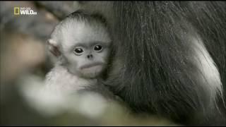 Загадочные обезьяны Шангри-Ла [Nat Geo Wild]