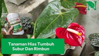 Tips Merawat Tanaman Hias Bagi Pemula Agar Tumbuh Subur Dan Rimbun (Part 3)