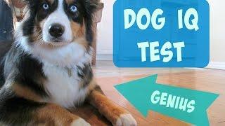 Testing my Australian Shepherd's Intelligence - Dog IQ Test