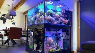 GERMAN REEF TANKS - 850 liter Masterpiece with a "Seahorse-Sump" - CORAL AQUARIUM *highlights*