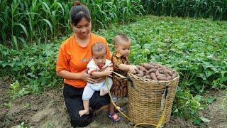Single Mother, Harvesting sweet potato goes to the market sell, Gardening, Farm construction