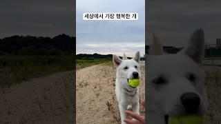 오랜만에 공놀이해서 신난 류시루 #강아지 #강아지일상 #강아지브이로그 #강아지성장일기 #반려견 #진도믹스 #풍산개 #개린이 #puppy #shorts