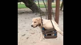 Shorts | Cute Pup Is Enjoying The Swing  |  LillyShorts