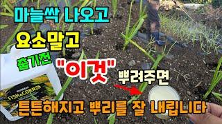 마늘싹 나오고 요소말고 이것 뿌려주면 겨울 내내 뿌리를 잘 내리고 튼튼해집니다 #마늘농사