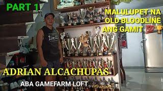 ONE OF THE BEST FANCIER HERE IN LAGUNA  ADRIAN ALCACHUPAS AKA ABA GAMEFARM LOFT