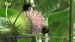 Flora View - Grote Kaardebol - Dipsacus fullonum - Common Teasel