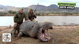 Hunter Takes a Massive Hippopotamus Causing Problems