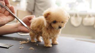 A very small puppy grooming for the first time at 3 months of age (Toy Poodle)