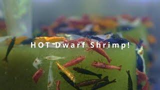 HOT Dwarf Shrimp Shipment