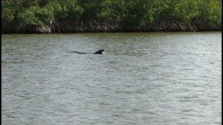 Dolphins in Indian River Lagoon, Florida