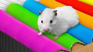  Hamster Maze with Traps | Best Compilation