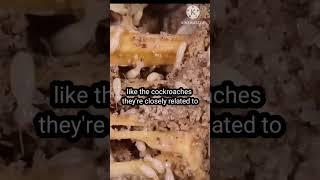 Termite Eat Wood | little critters destroying wooden furniture