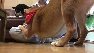 ゆきちゃん嫉妬    柴犬ゆき Shiba inu, Yuki